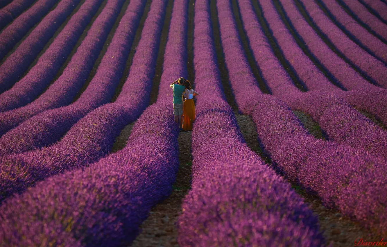 Photo wallpaper field, nature, pair, lavender, Provence