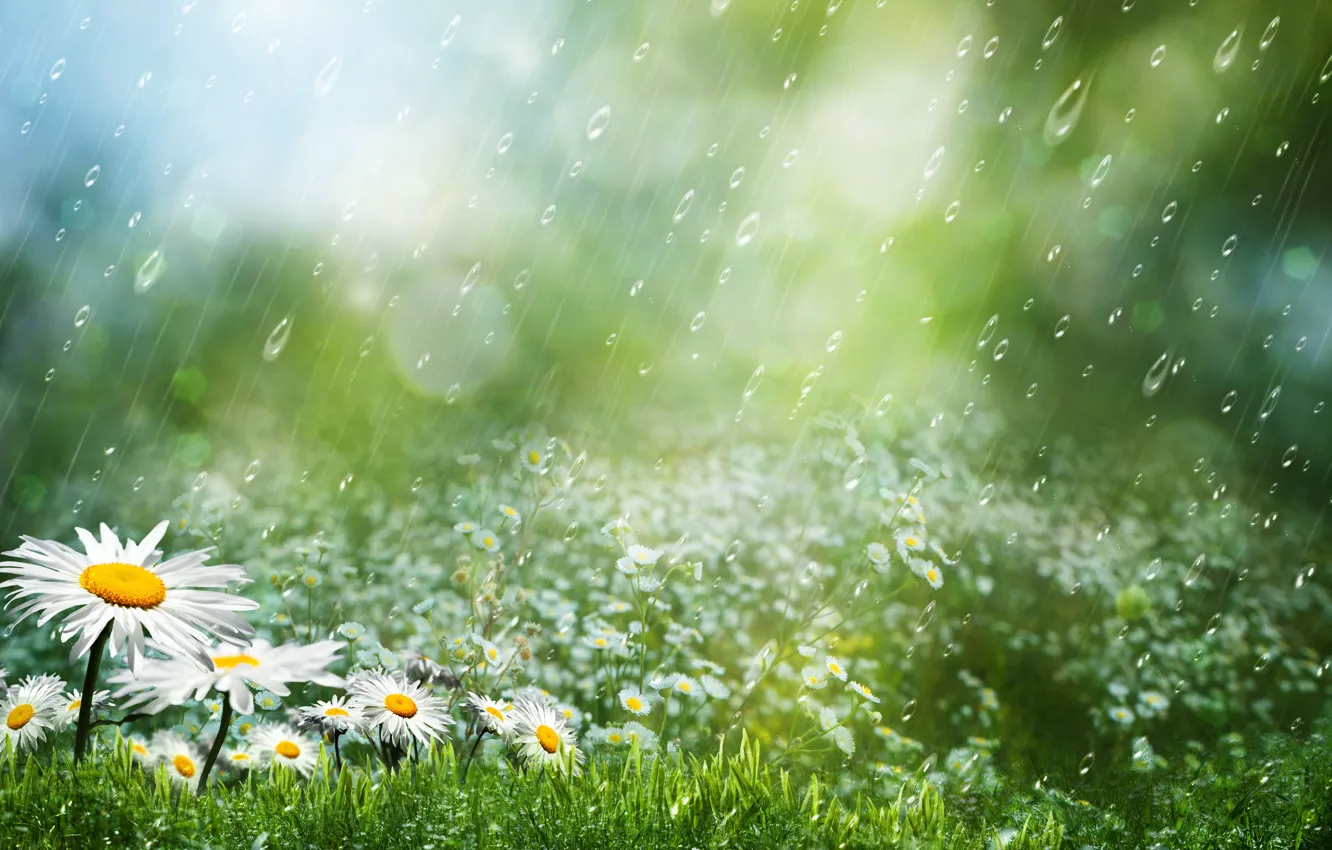 Photo wallpaper grass, drops, flowers, rain, chamomile