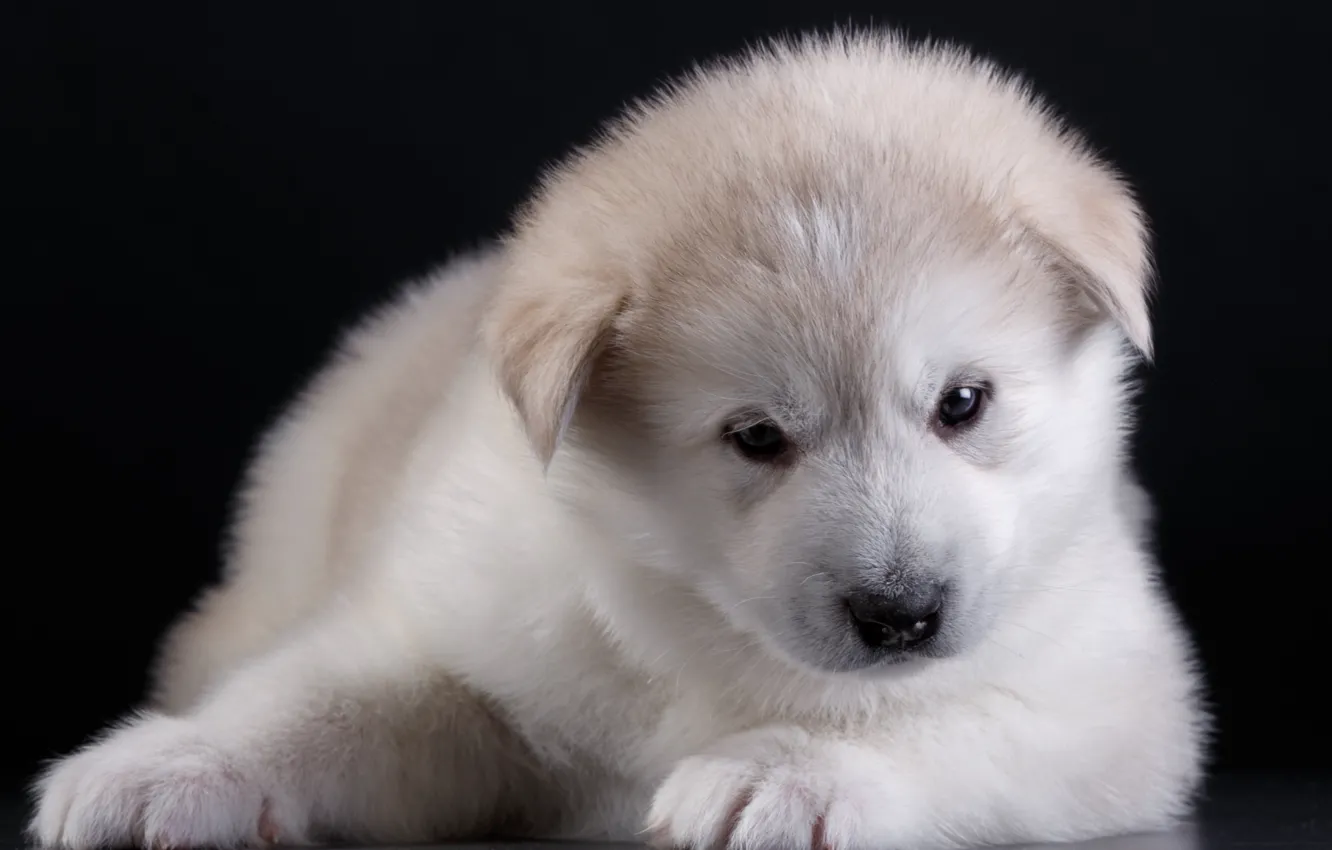 Photo wallpaper white, puppy, Akita