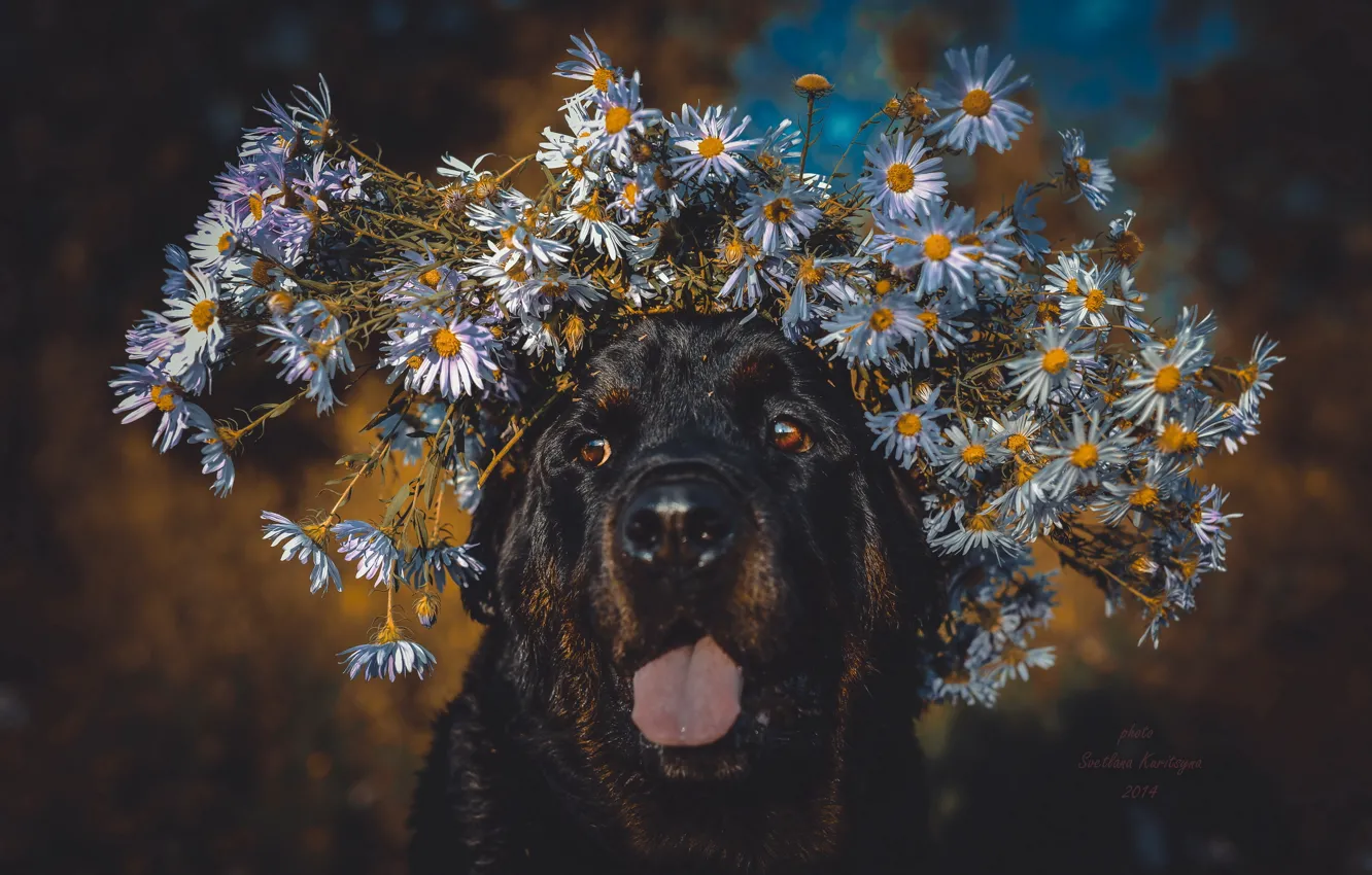 Photo wallpaper look, each, dog