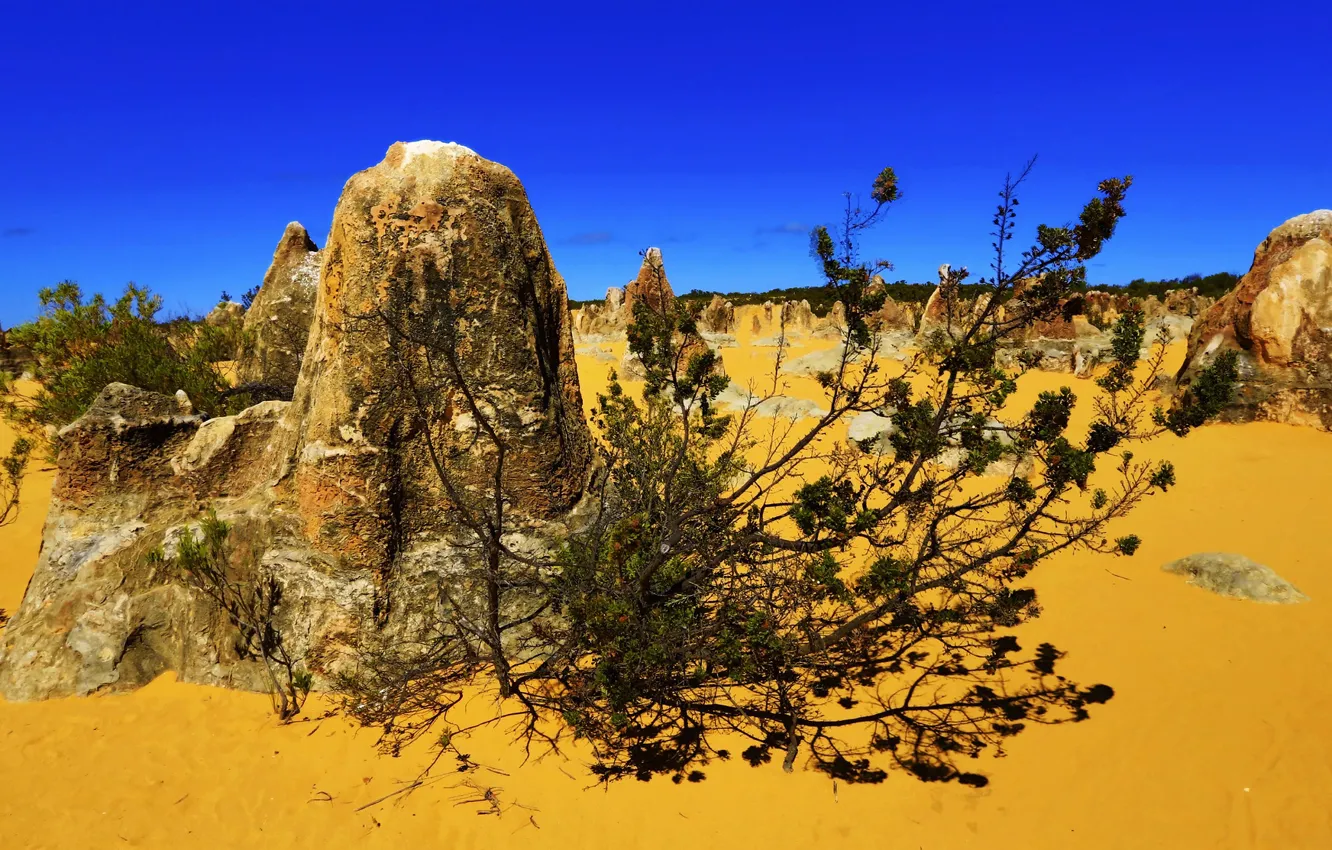Photo wallpaper sand, stones, desert, plant, Australia, Pinnacles