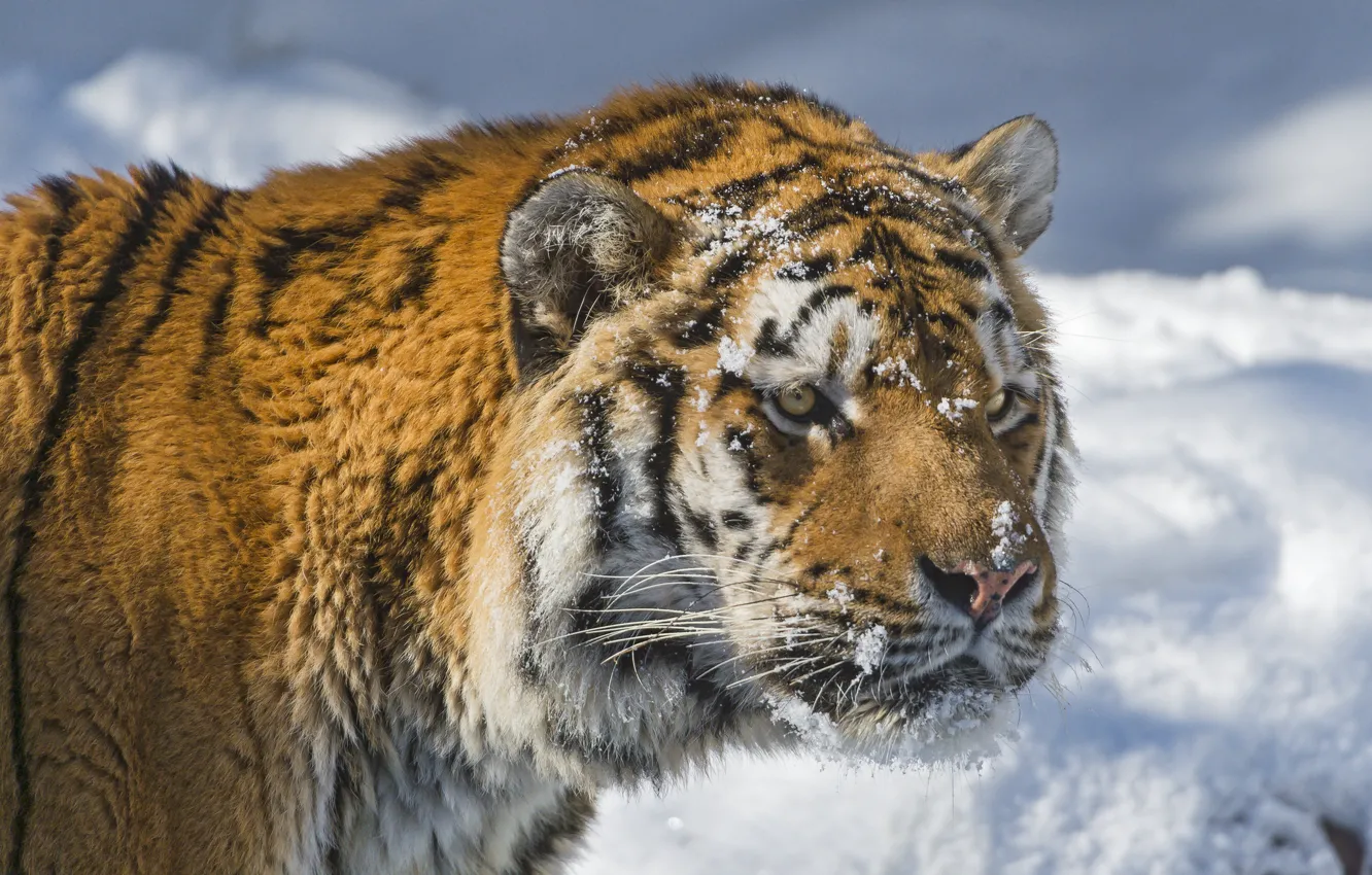 Photo wallpaper winter, cat, look, face, snow, tiger, the Amur tiger, ©Tambako The Jaguar
