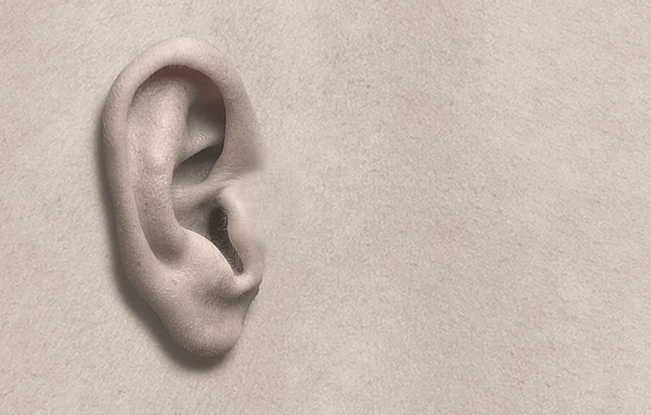 Photo wallpaper macro, background, ears
