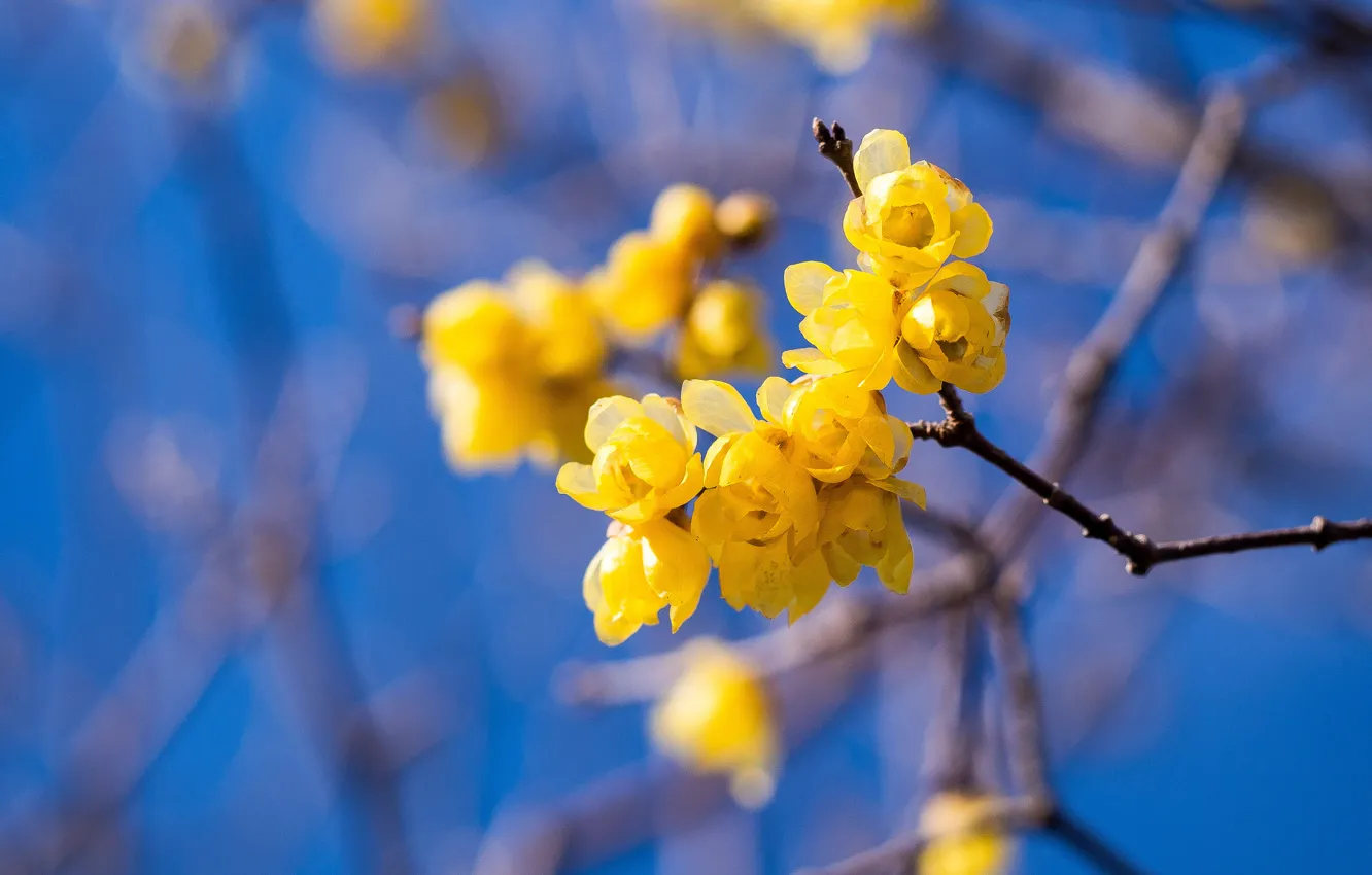 Photo wallpaper the sky, flowers, branches, spring