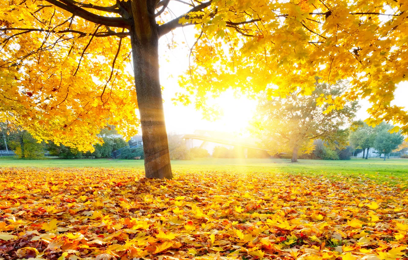 Photo wallpaper autumn, leaves, park, autumn, leaves, tree, fall, maple