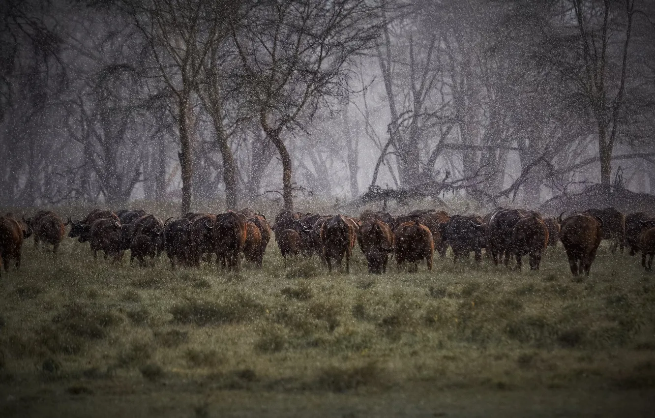 Photo wallpaper rain, Africa, the herd, Buffalo