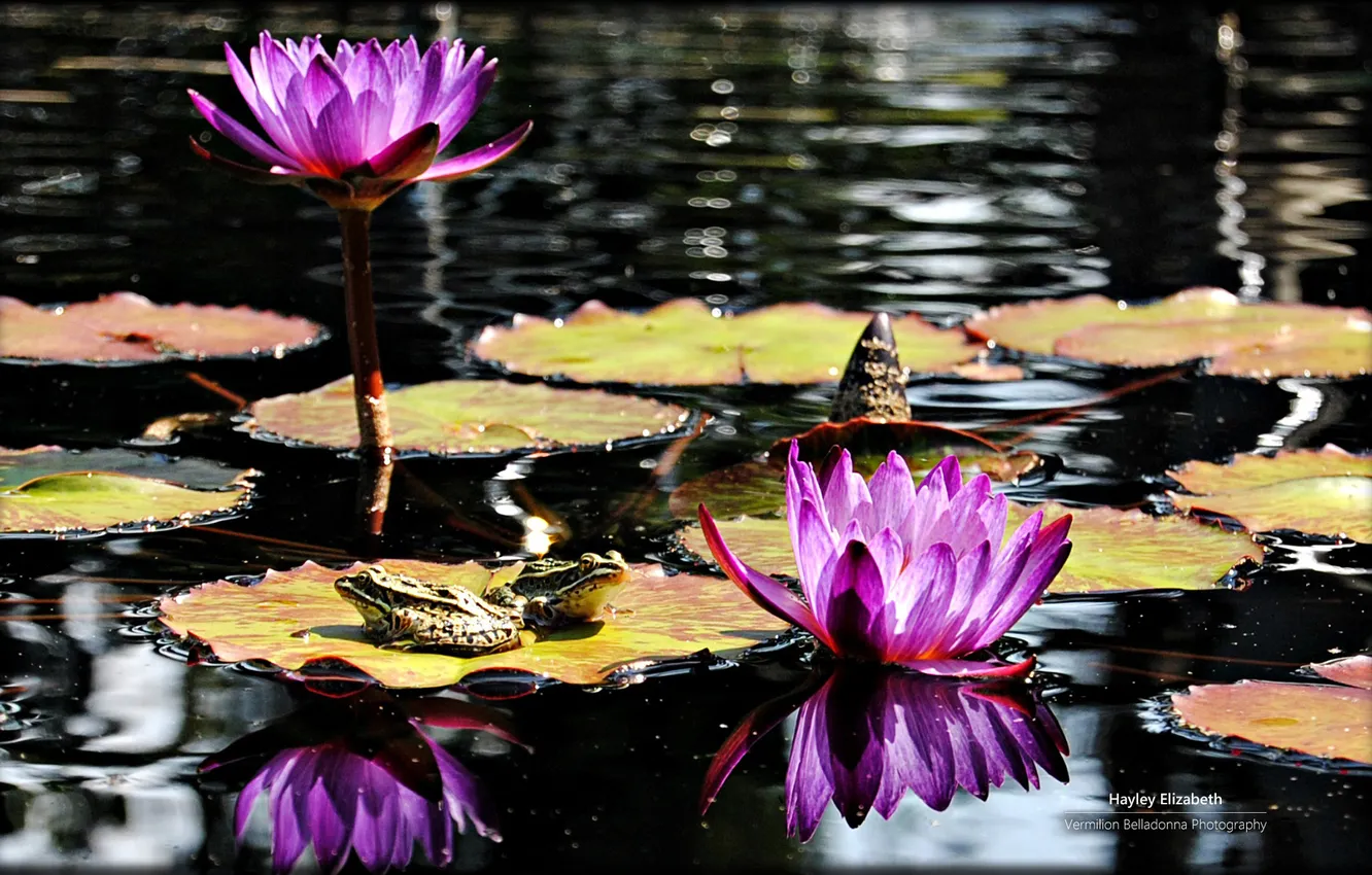 Photo wallpaper wallpaper, water, frogs, Purple flowers, Lily Pads