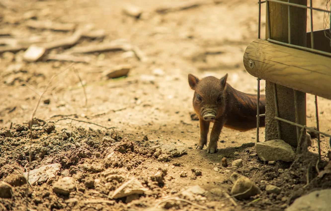 Photo wallpaper background, the fence, hog