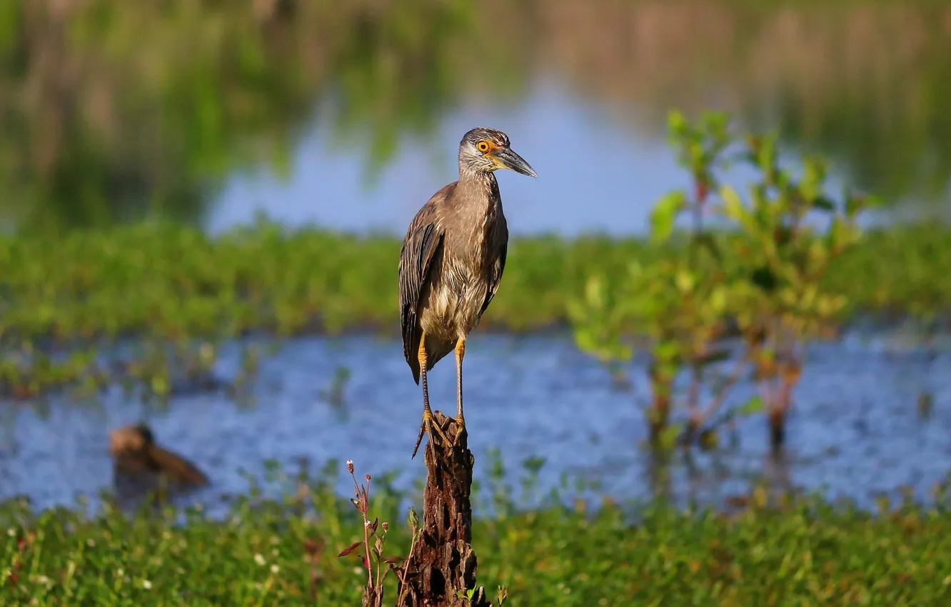 Photo wallpaper bird, swamp, stump, beak