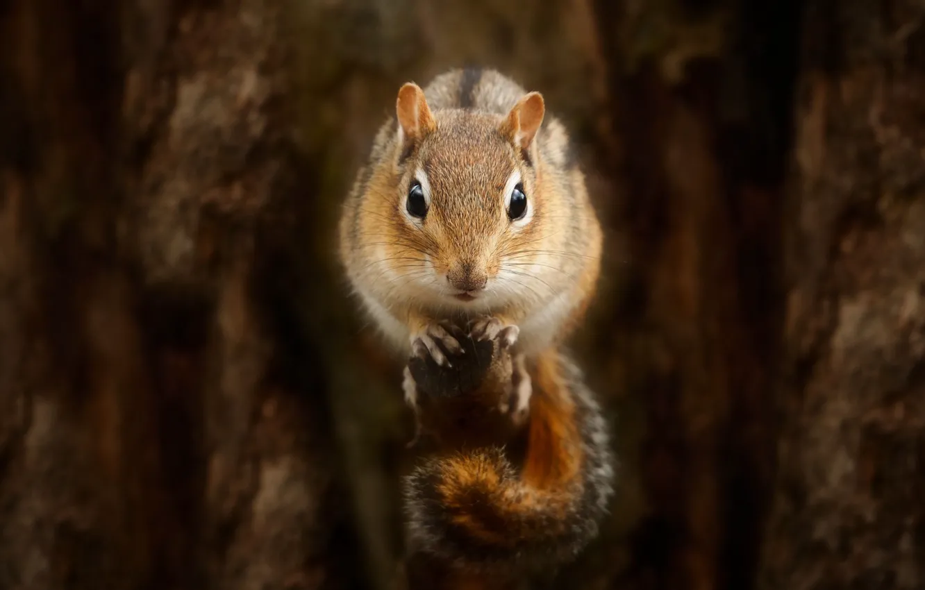 Photo wallpaper look, trees, branches, protein, trunk, bark, bitches