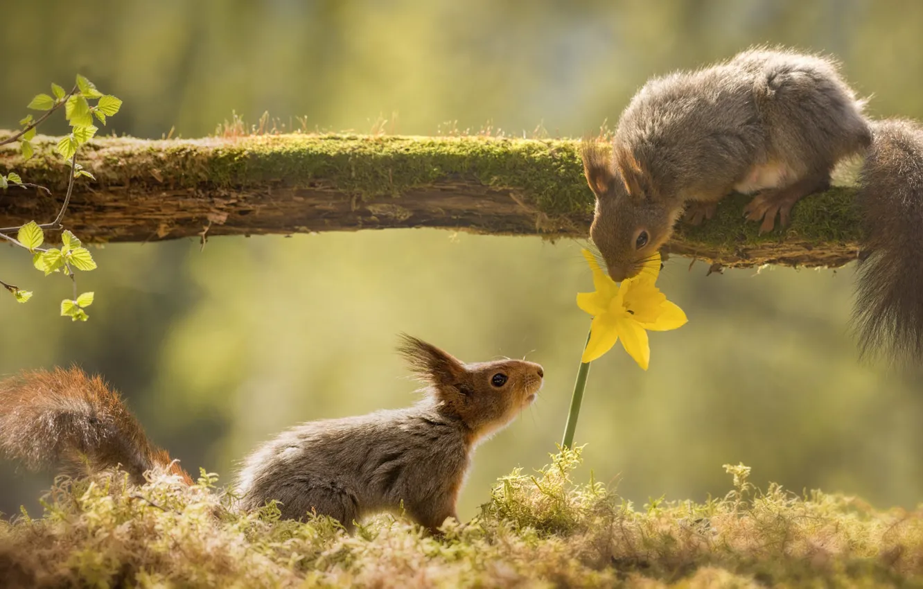 Photo wallpaper look, flowers, branches, yellow, pose, glade, spring, a couple