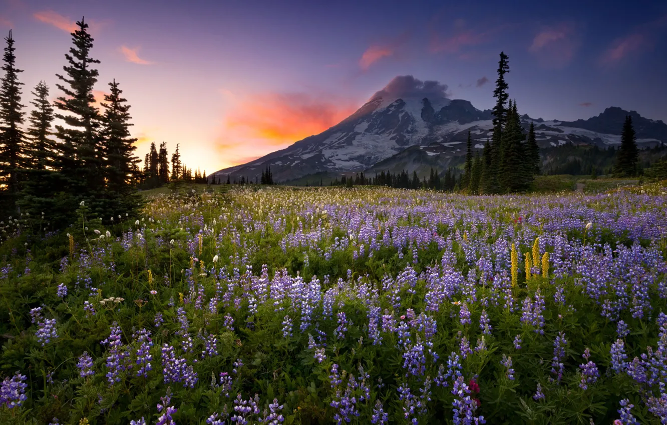 Photo wallpaper sunset, flowers, nature, mountain, Lupin, Doug Shearer