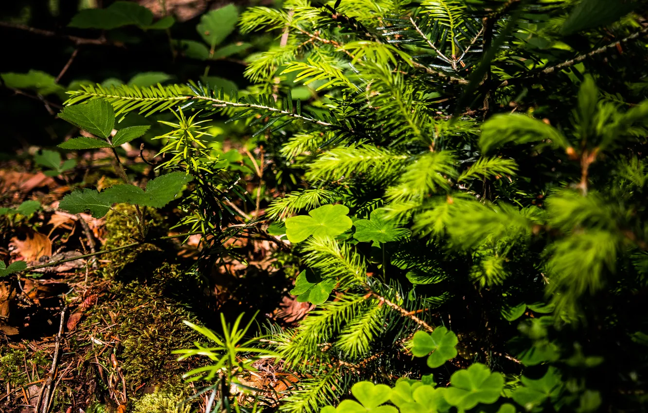 Photo wallpaper green, summer, forest, Earth, nature, leaves, woods, plants