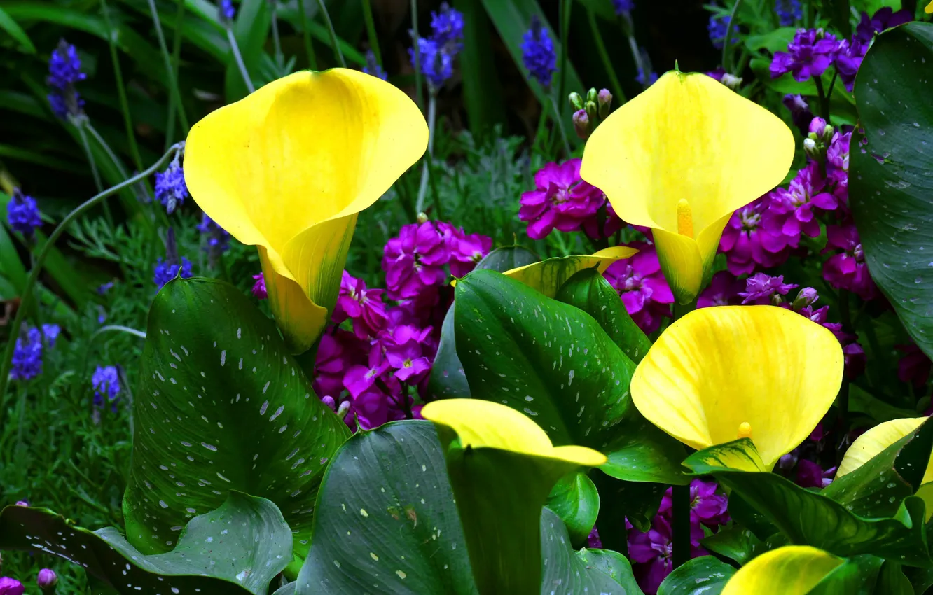 Photo wallpaper greens, Kala, gillyflower