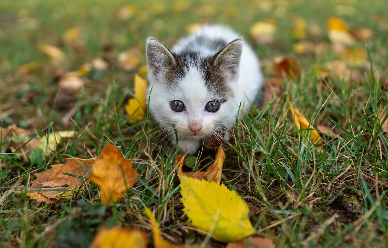 Photo wallpaper autumn, cat, white, grass, look, leaves, kitty, glade