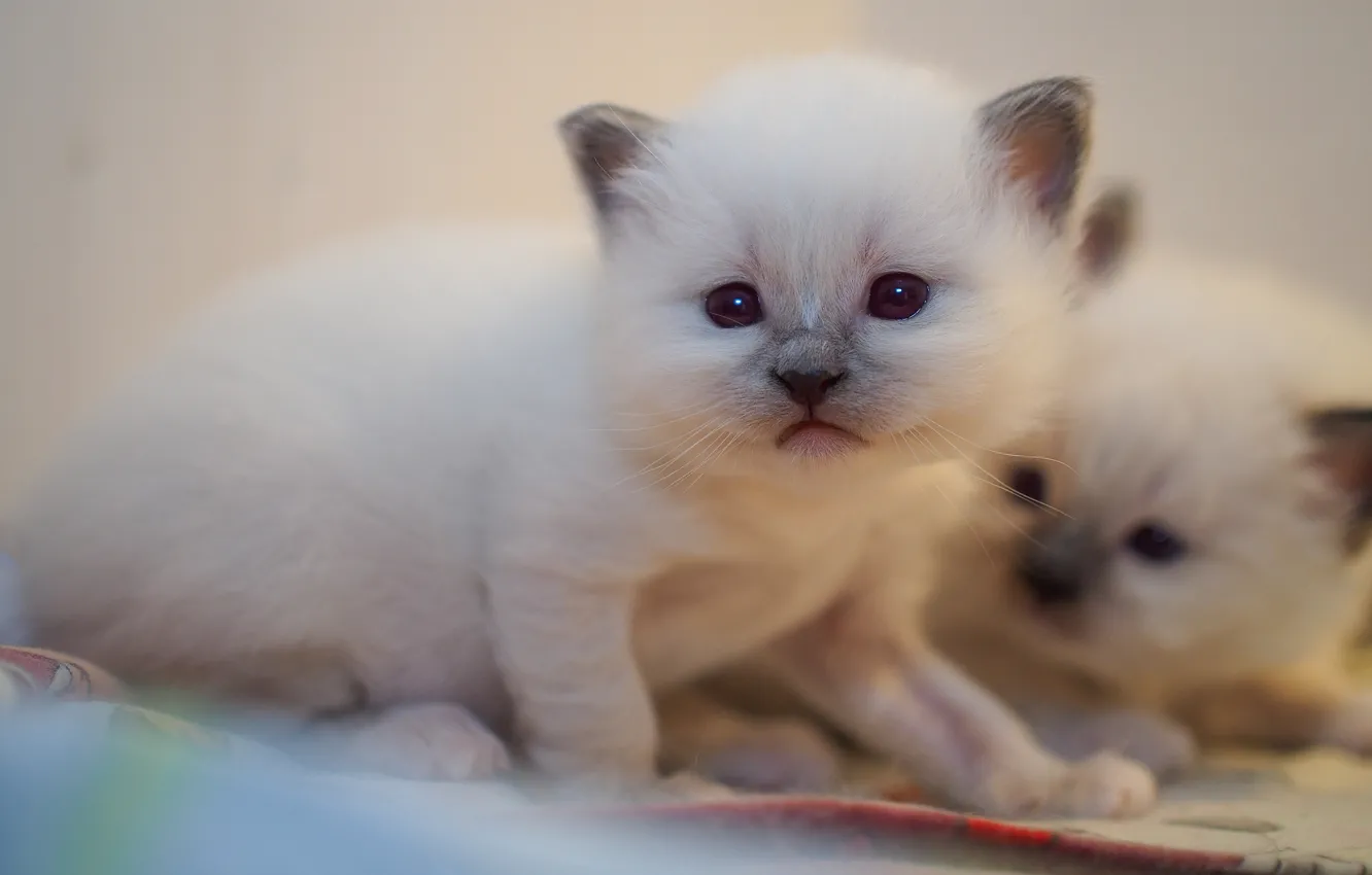 Photo wallpaper cat, white, look, sweetheart, baby, fabric, kitty, face