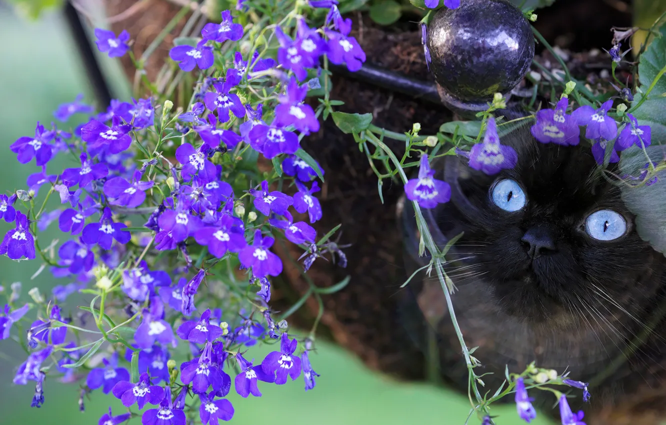 Photo wallpaper cat, purple, cat, look, face, flowers, nature, lilac