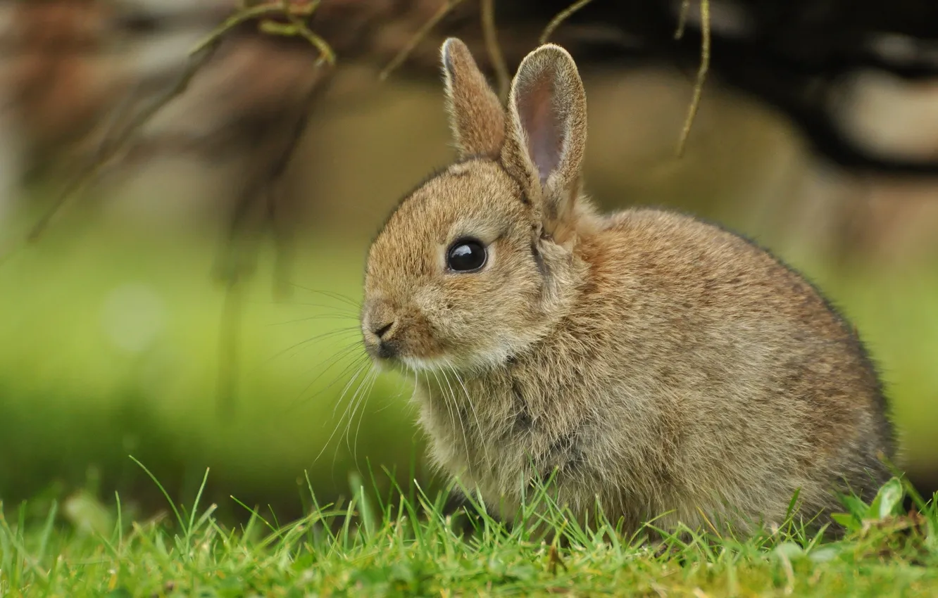 Photo wallpaper grass, rabbit, cub, rabbit