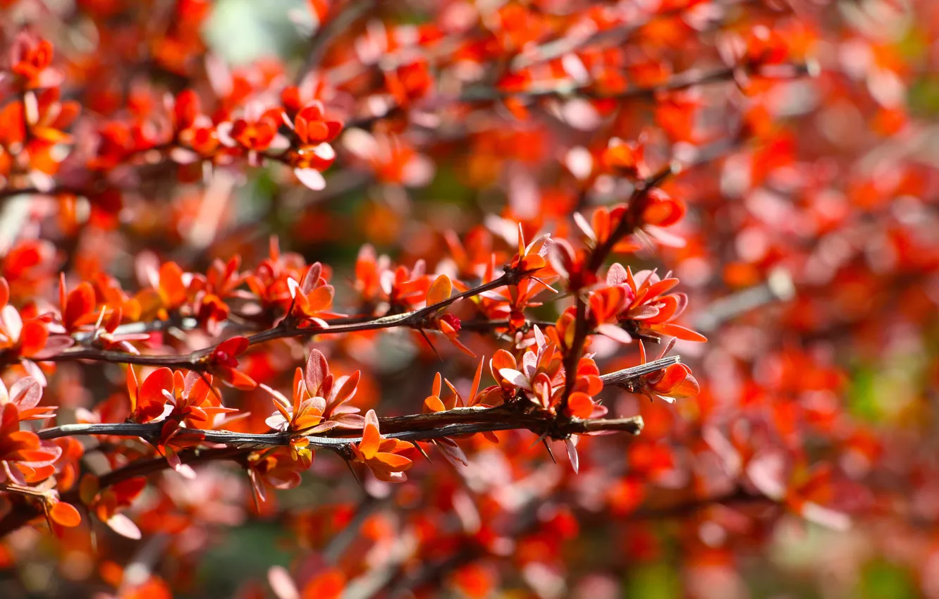 Photo wallpaper red, autumn, leaf, twig