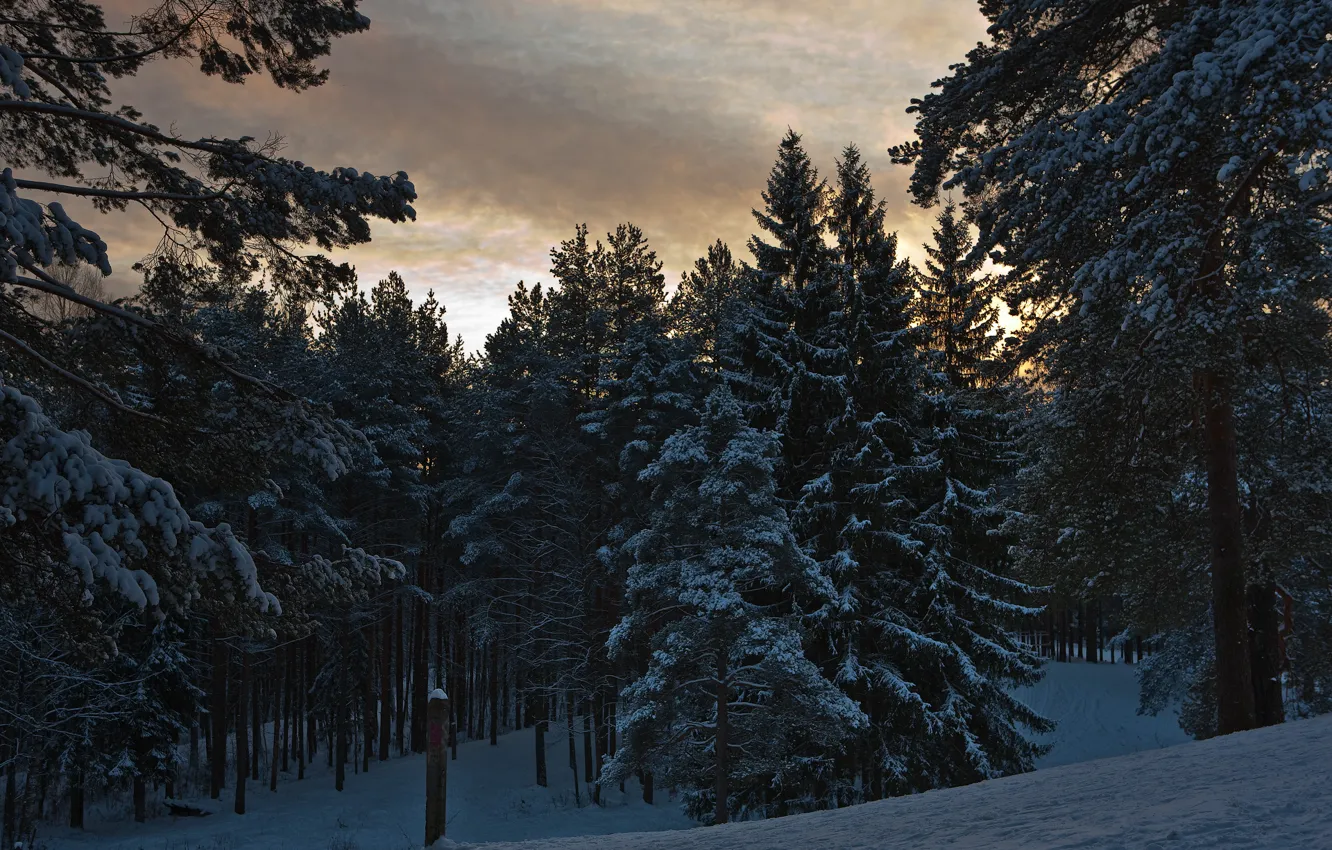 Photo wallpaper winter, forest, trees