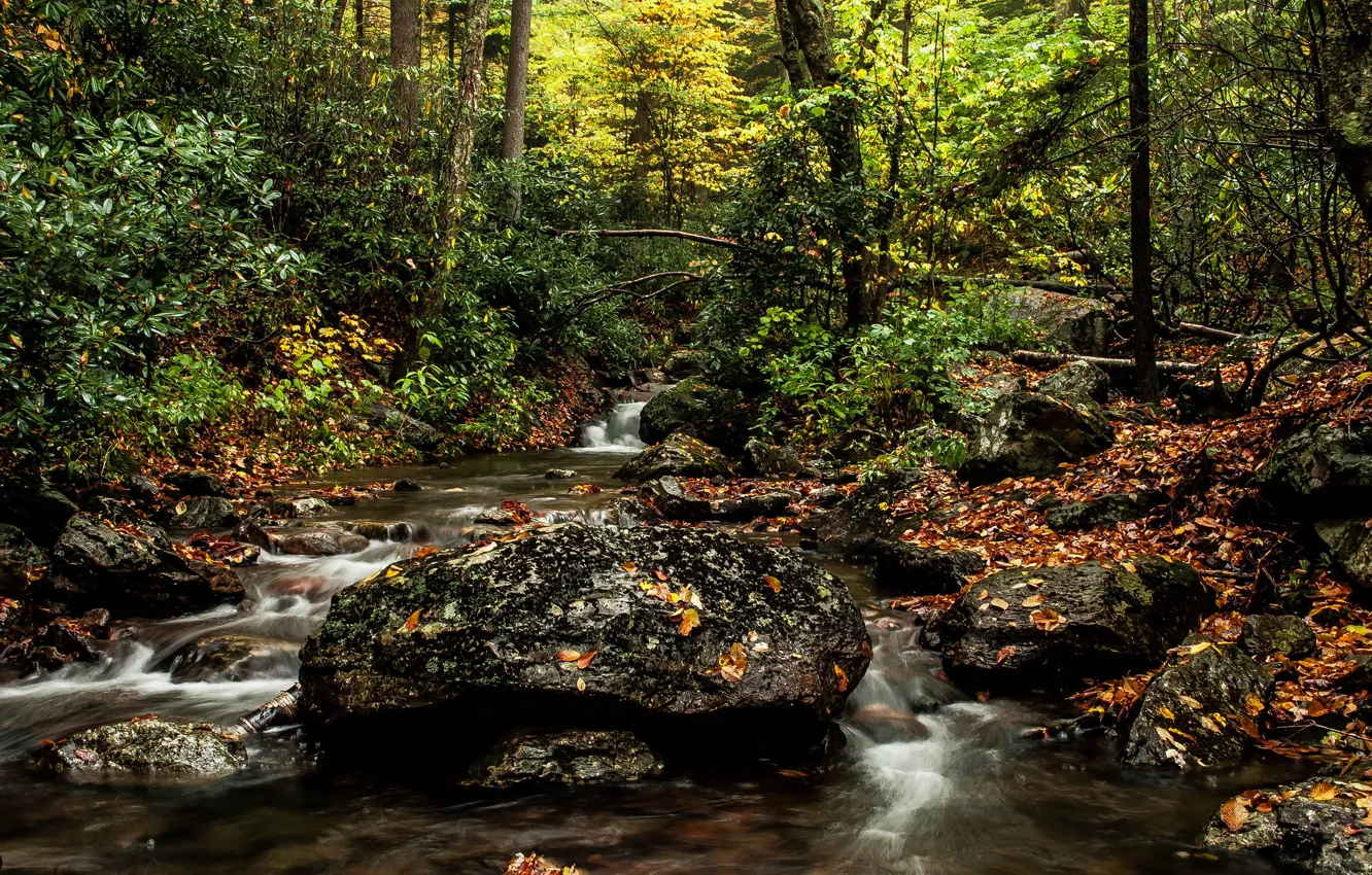 Photo wallpaper autumn, forest, river, stones