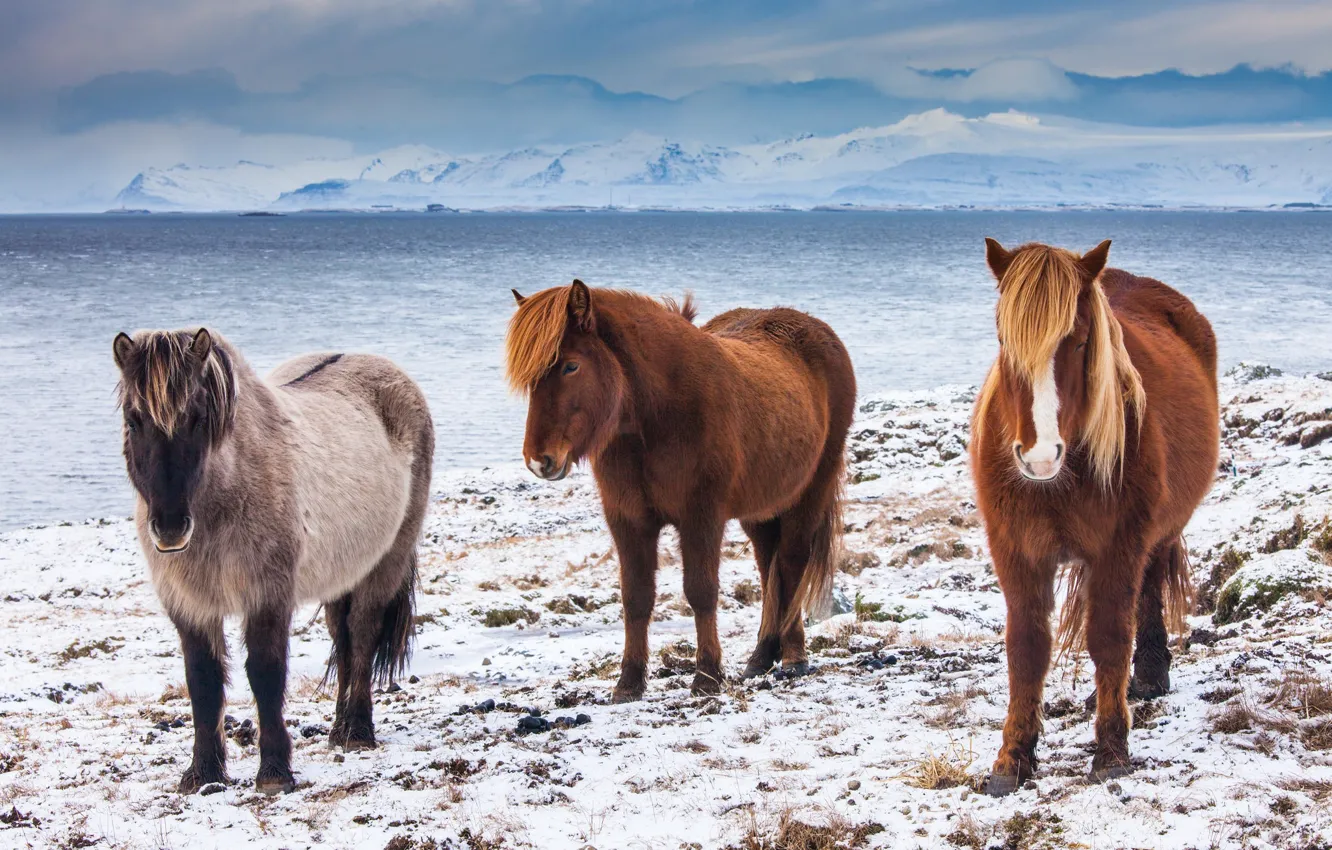 Photo wallpaper horse, mane, color