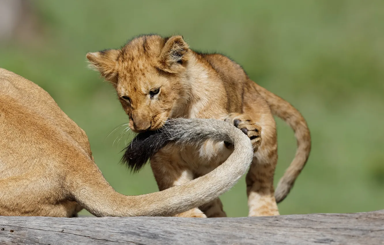 Photo wallpaper cat, the game, Leo, tail, cub, kitty, lion