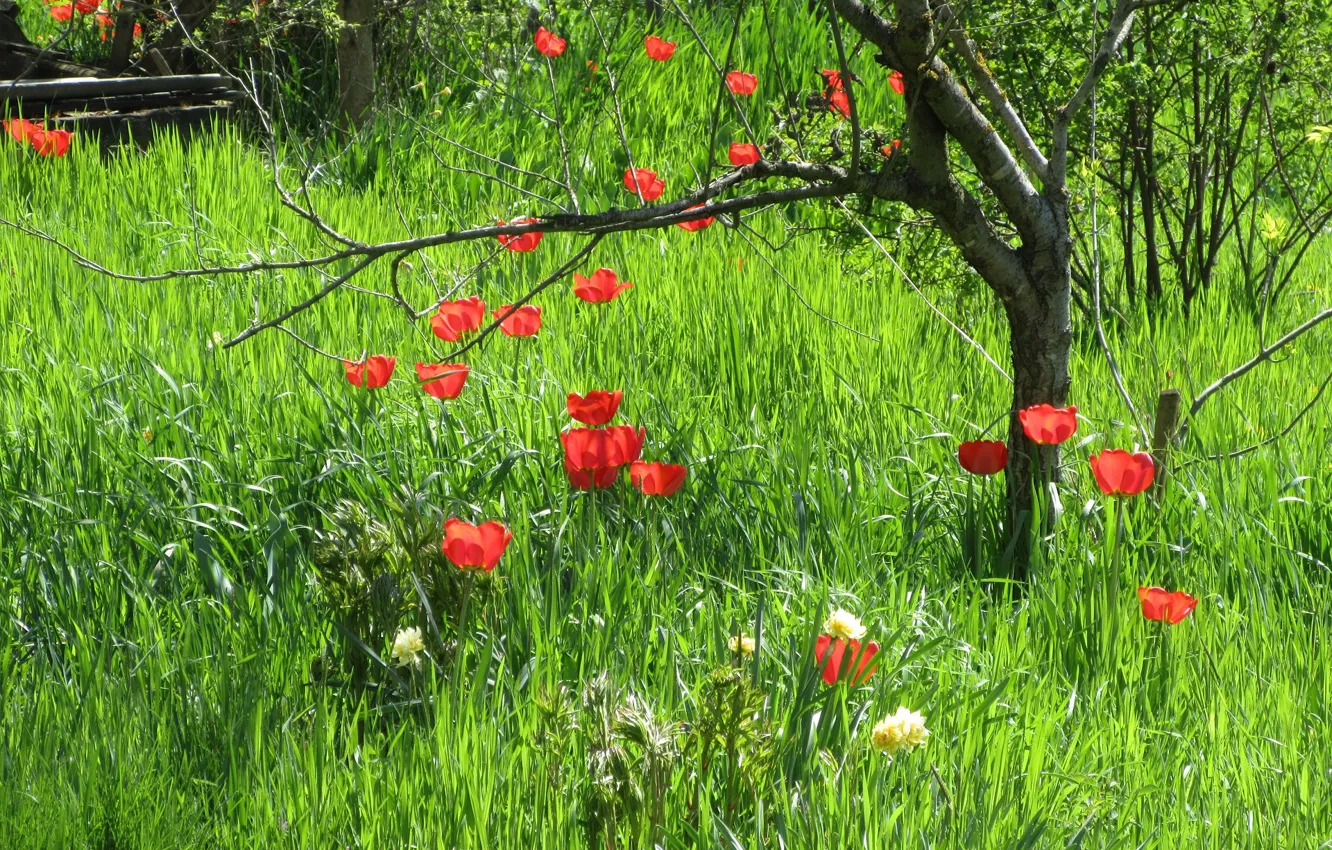 Photo wallpaper grass, flowers, April, tulips, spring 2018, Mamala ©