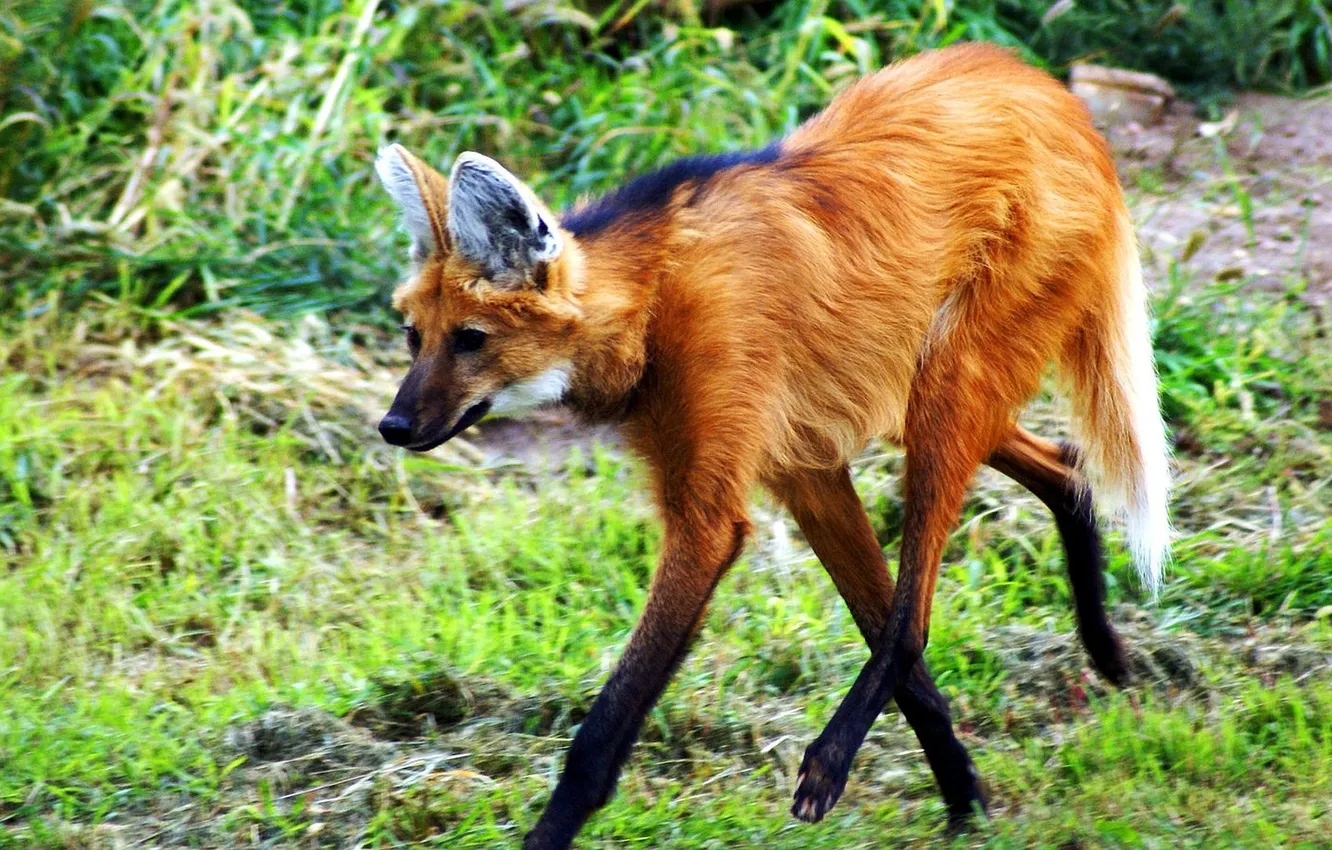 Photo wallpaper fox, wildlife, Maned wolf, sout amrica