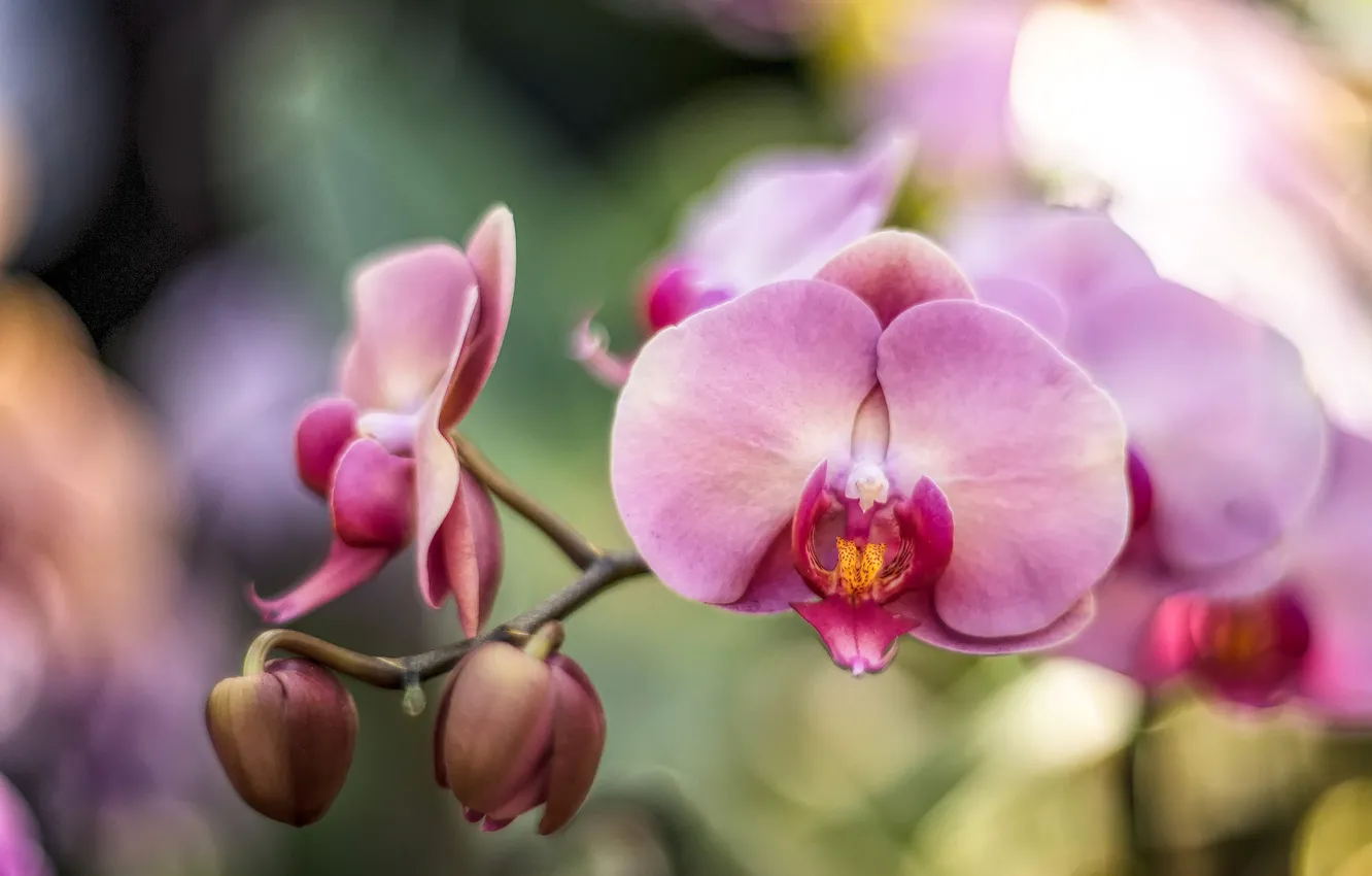 Photo wallpaper pink, branch, Orchid