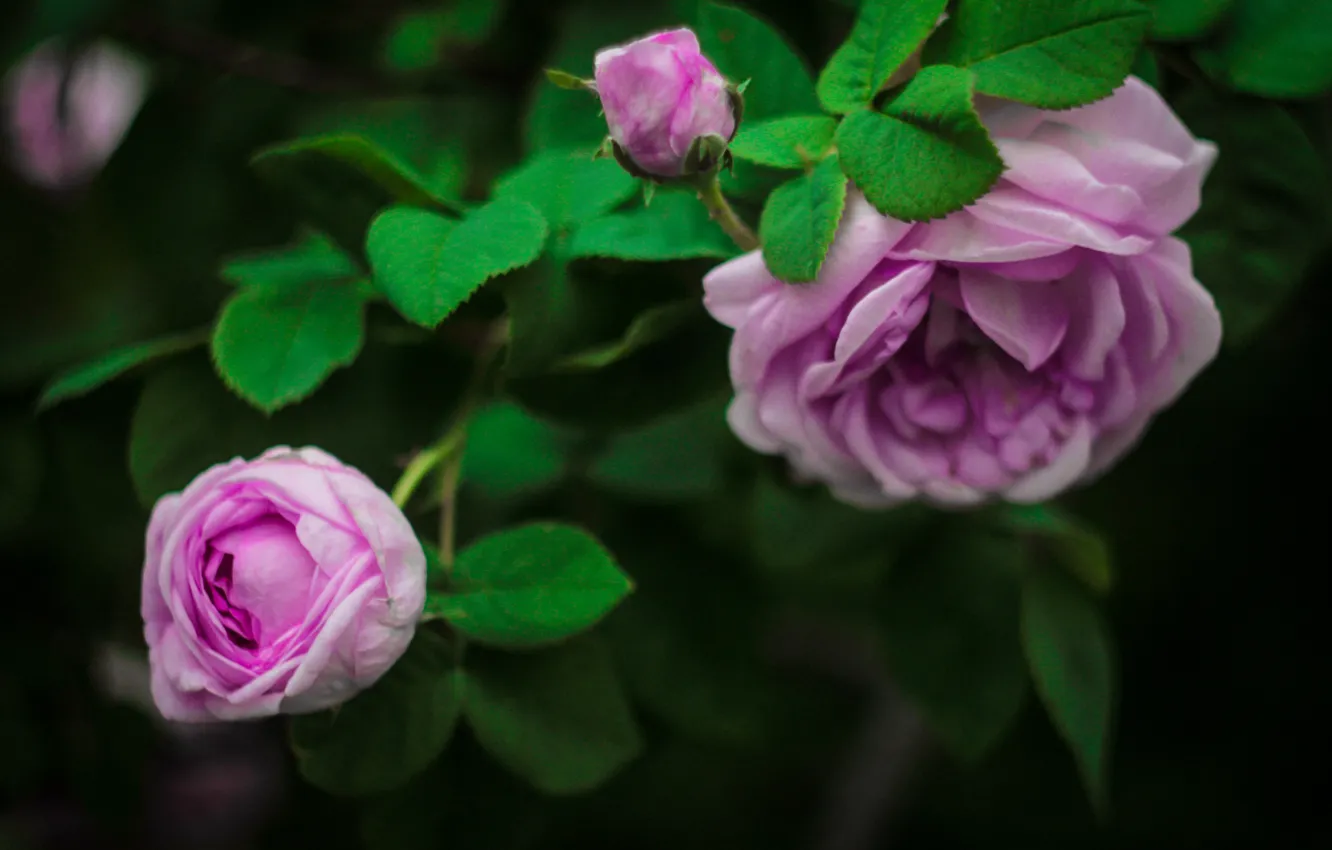 Photo wallpaper greens, flowers, roses, beauty, petals, pink