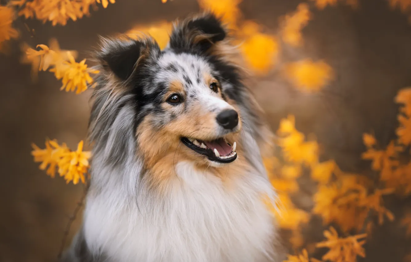 Photo wallpaper face, flowers, dog, bokeh, Sheltie, Shetland Sheepdog