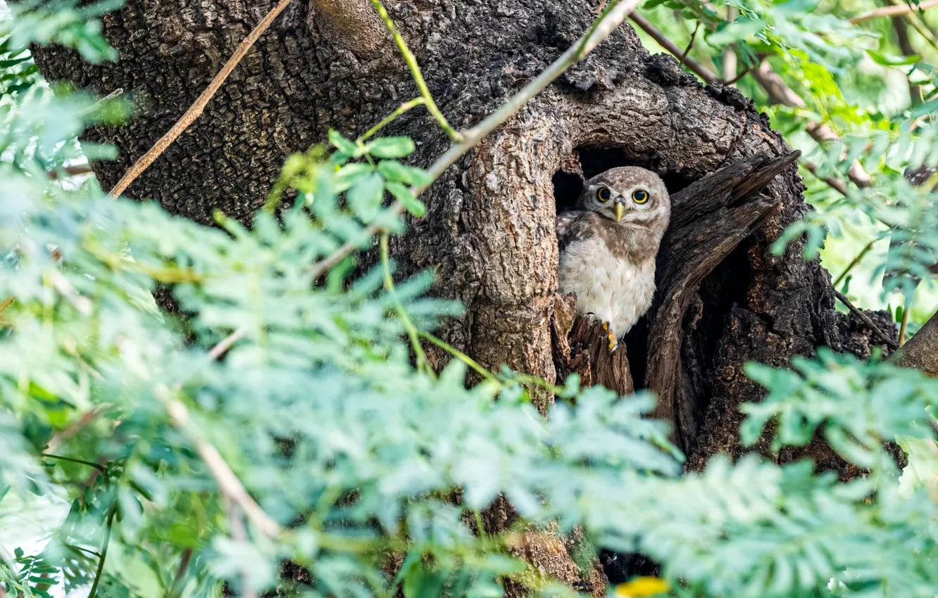 Photo wallpaper look, trees, branches, owl, bird, foliage, bokeh, the hollow