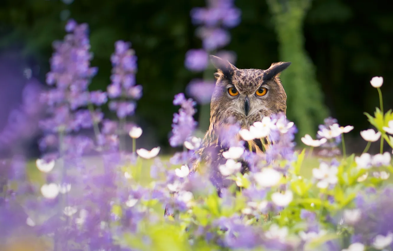 Photo wallpaper flowers, owl, bird, bokeh, owl, Virgin Filin