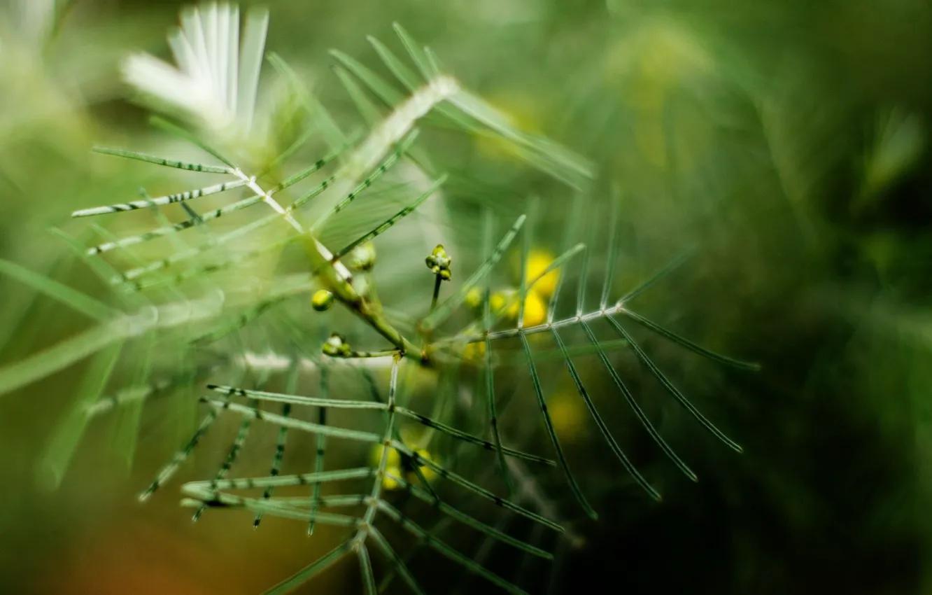 Photo wallpaper Greens, branch, blur
