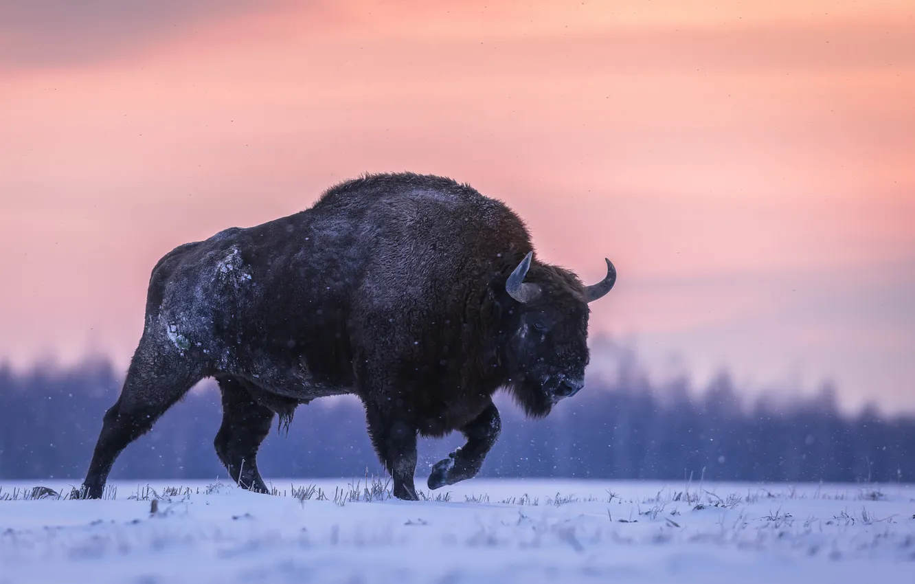 Photo wallpaper winter, field, forest, the sky, snow, nature, dawn, bull