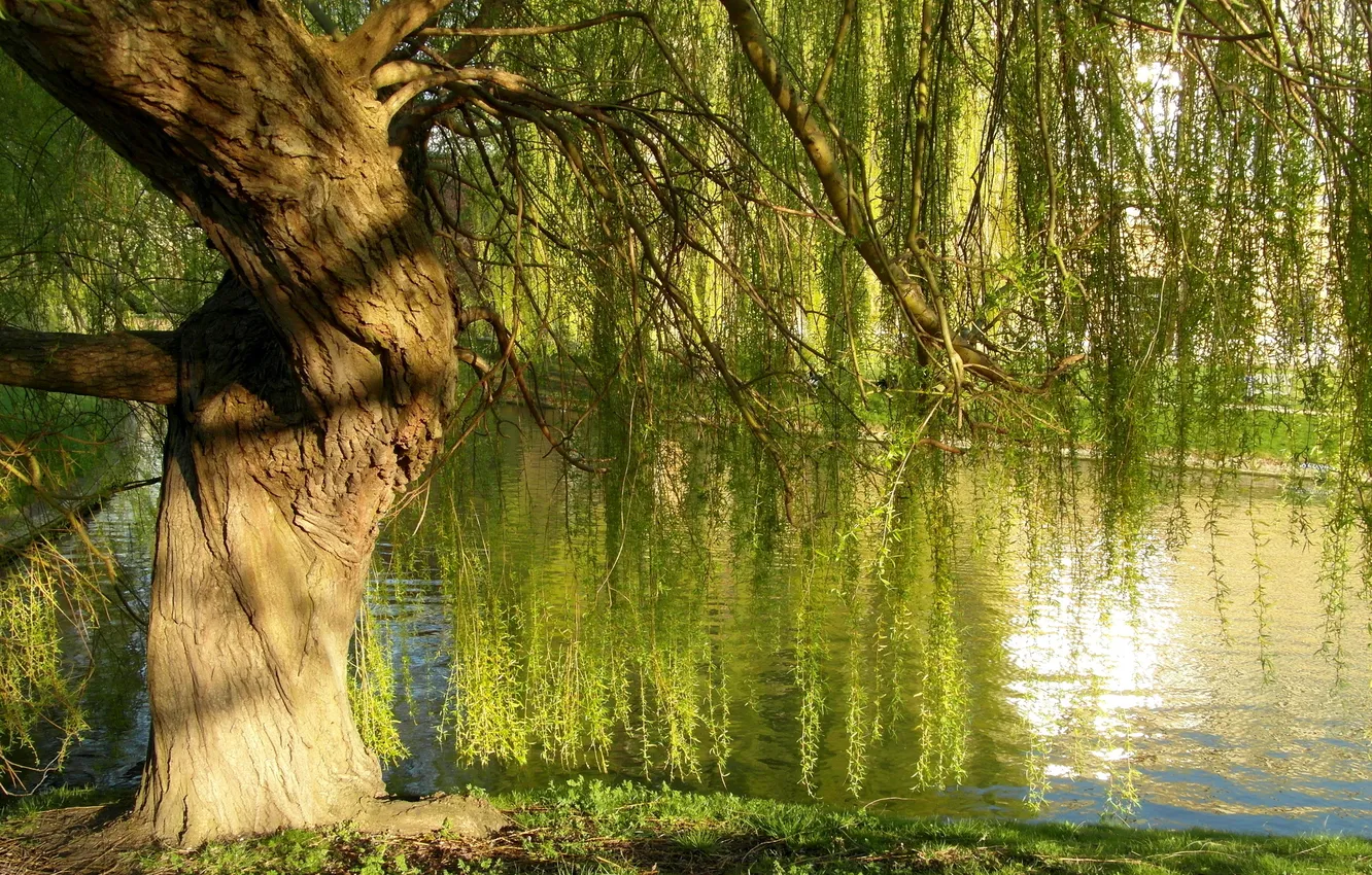 Photo wallpaper greens, trees, branches, shore, New Zealand, Abel Tasman National Park