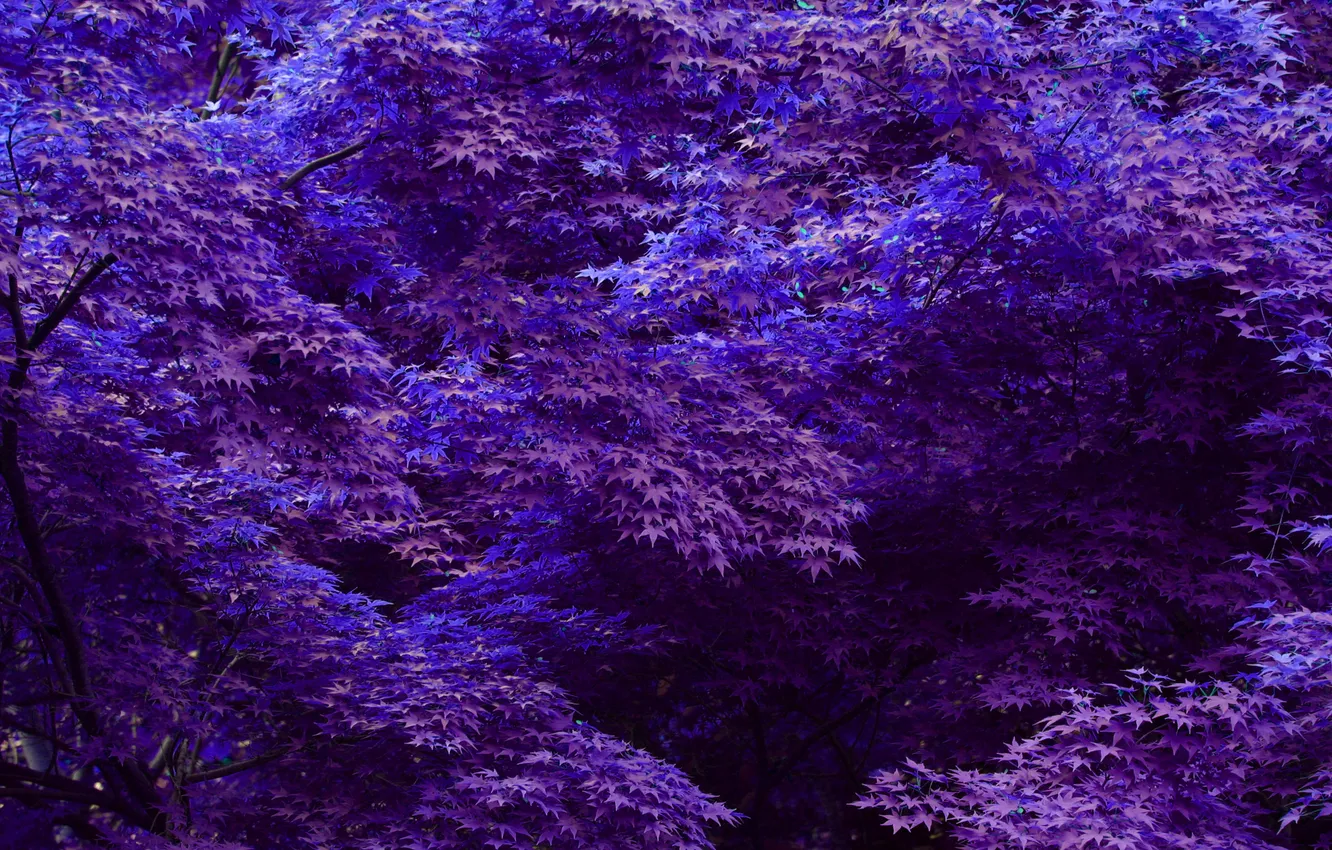 Photo wallpaper leaves, trees, purple, blue