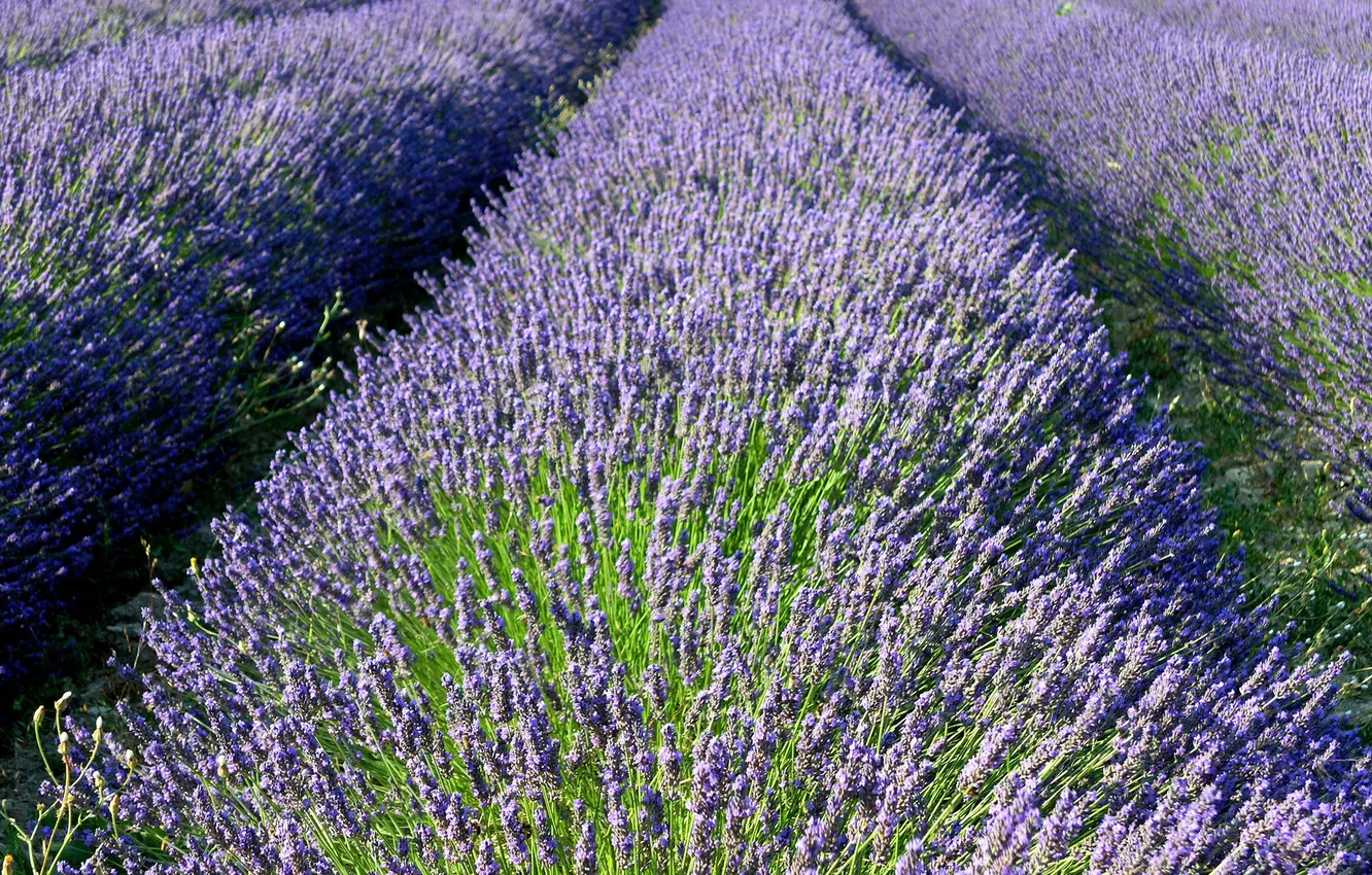 Photo wallpaper field, the ranks, lavender