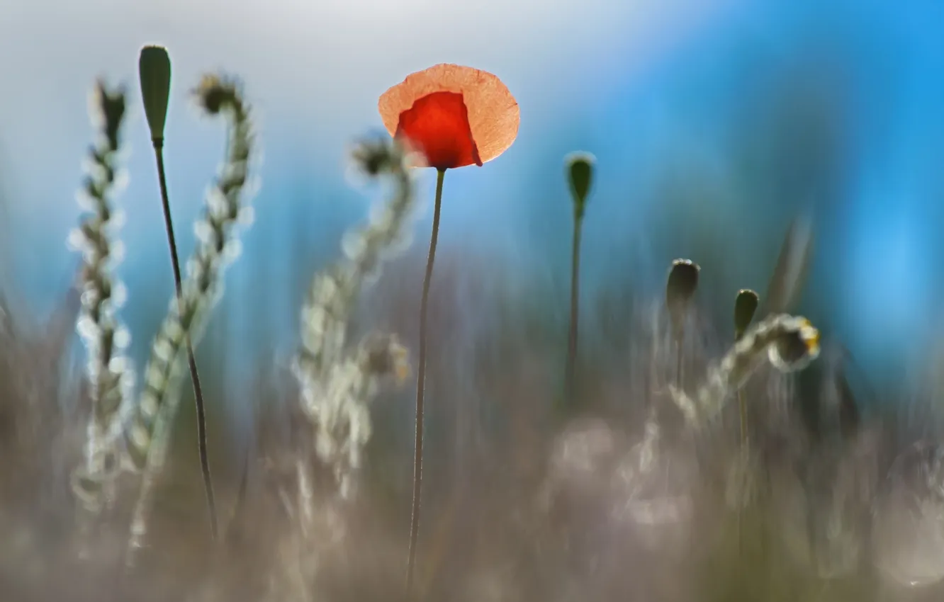 Photo wallpaper summer, flowers, Maki, len