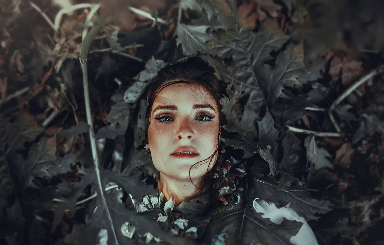 Photo wallpaper leaves, portrait, sponge, Ronny Garcia, Rotten leaves