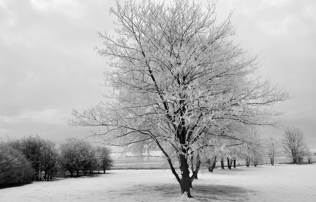 Photo wallpaper winter, snow, trees, landscape, nature