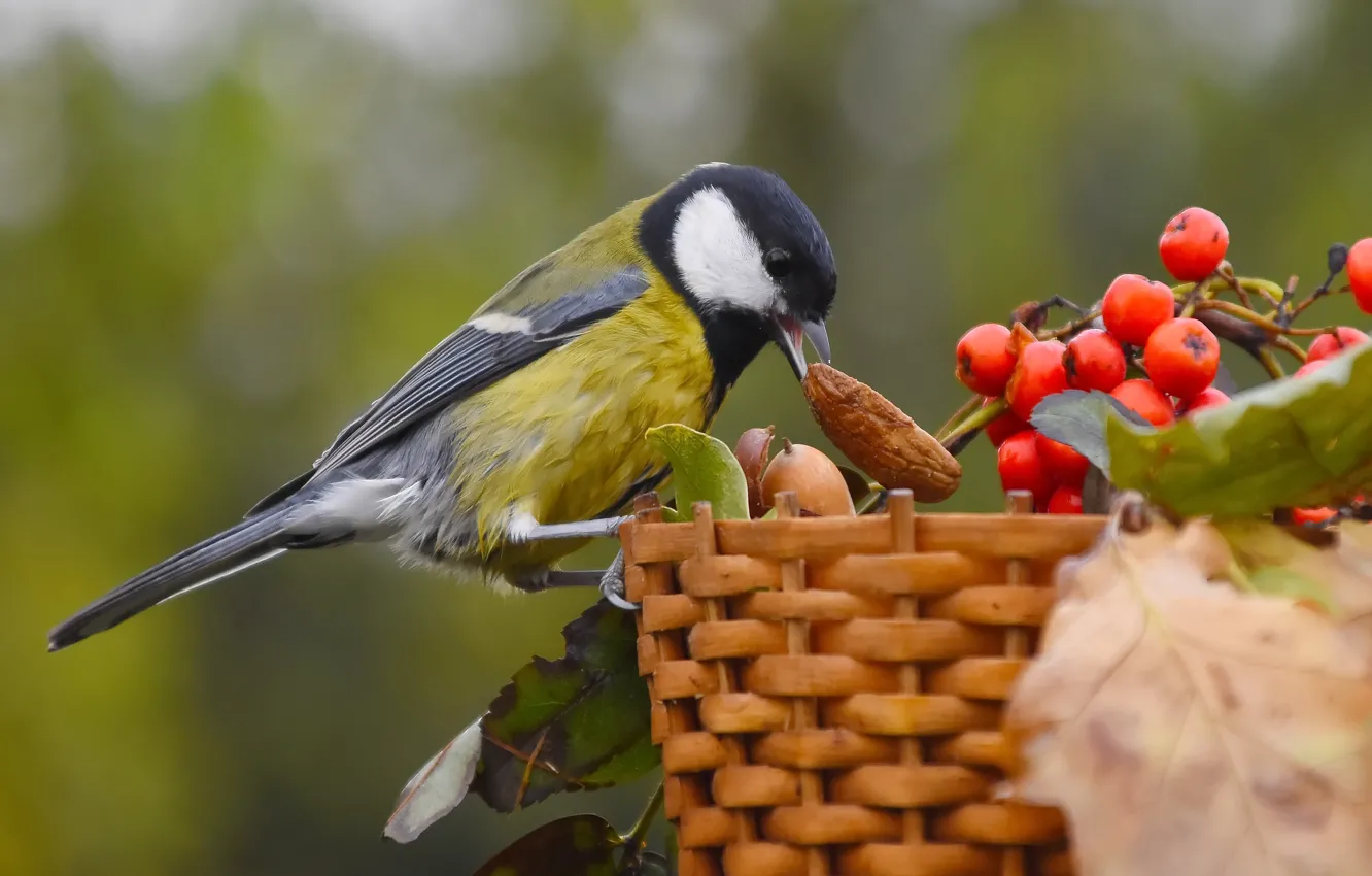 Wallpaper autumn, birds, nature, October, great tit for mobile and ...