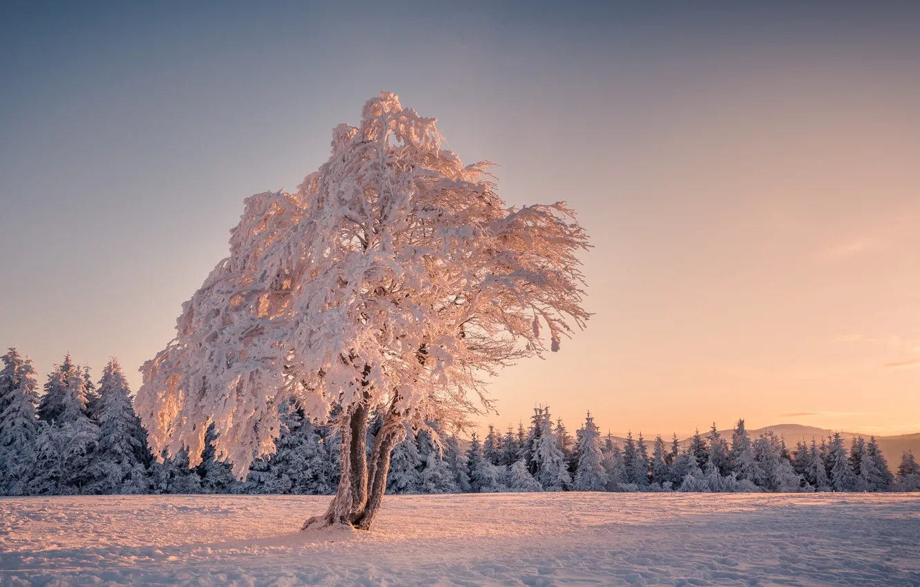 Photo wallpaper winter, field, trees
