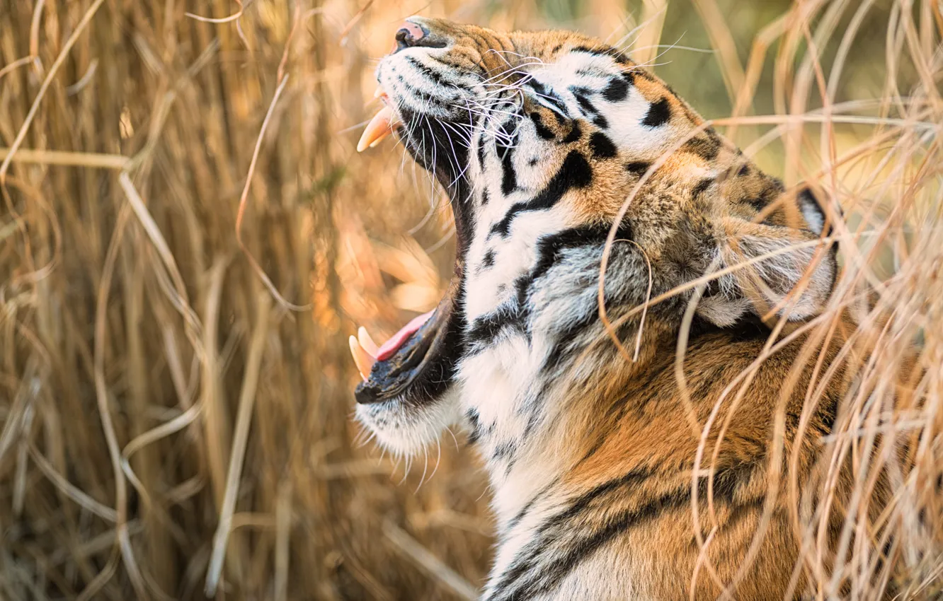 Photo wallpaper tiger, teeth, feline