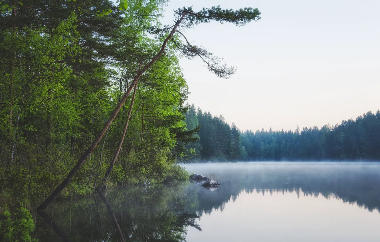 Photo wallpaper forest, lake, Finland