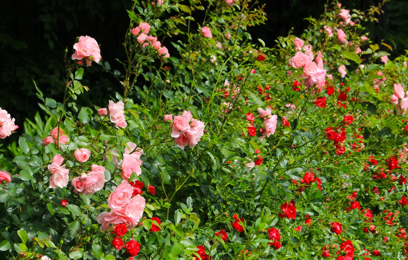 Photo wallpaper flower, garden, roses