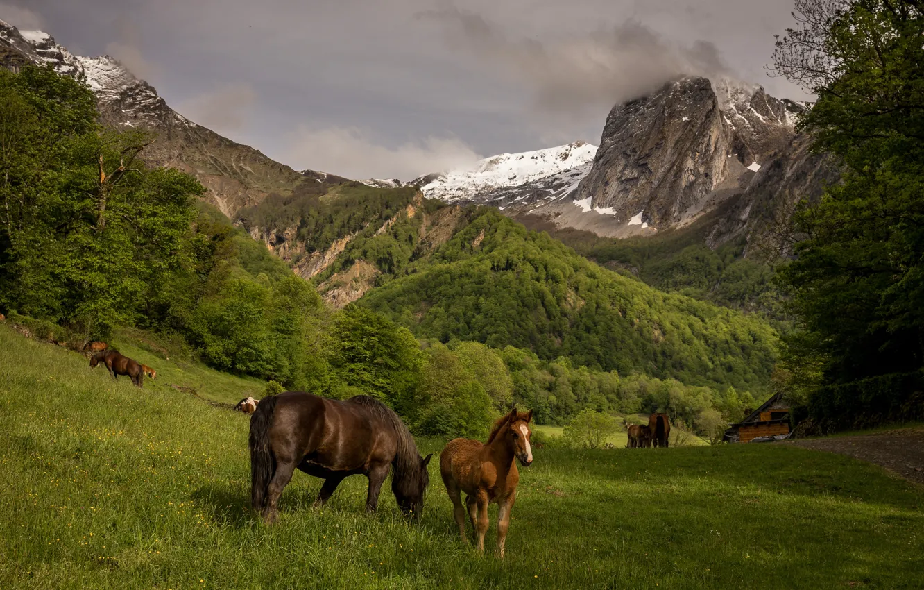 Photo wallpaper field, forest, the sky, grass, mountains, nature, horse, glade