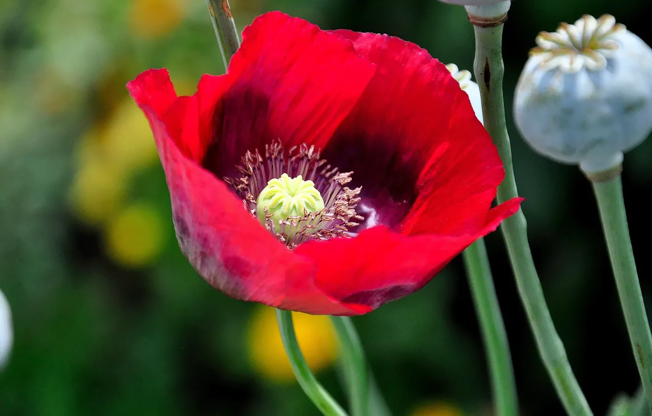 Photo wallpaper blur, box seed, Red poppy