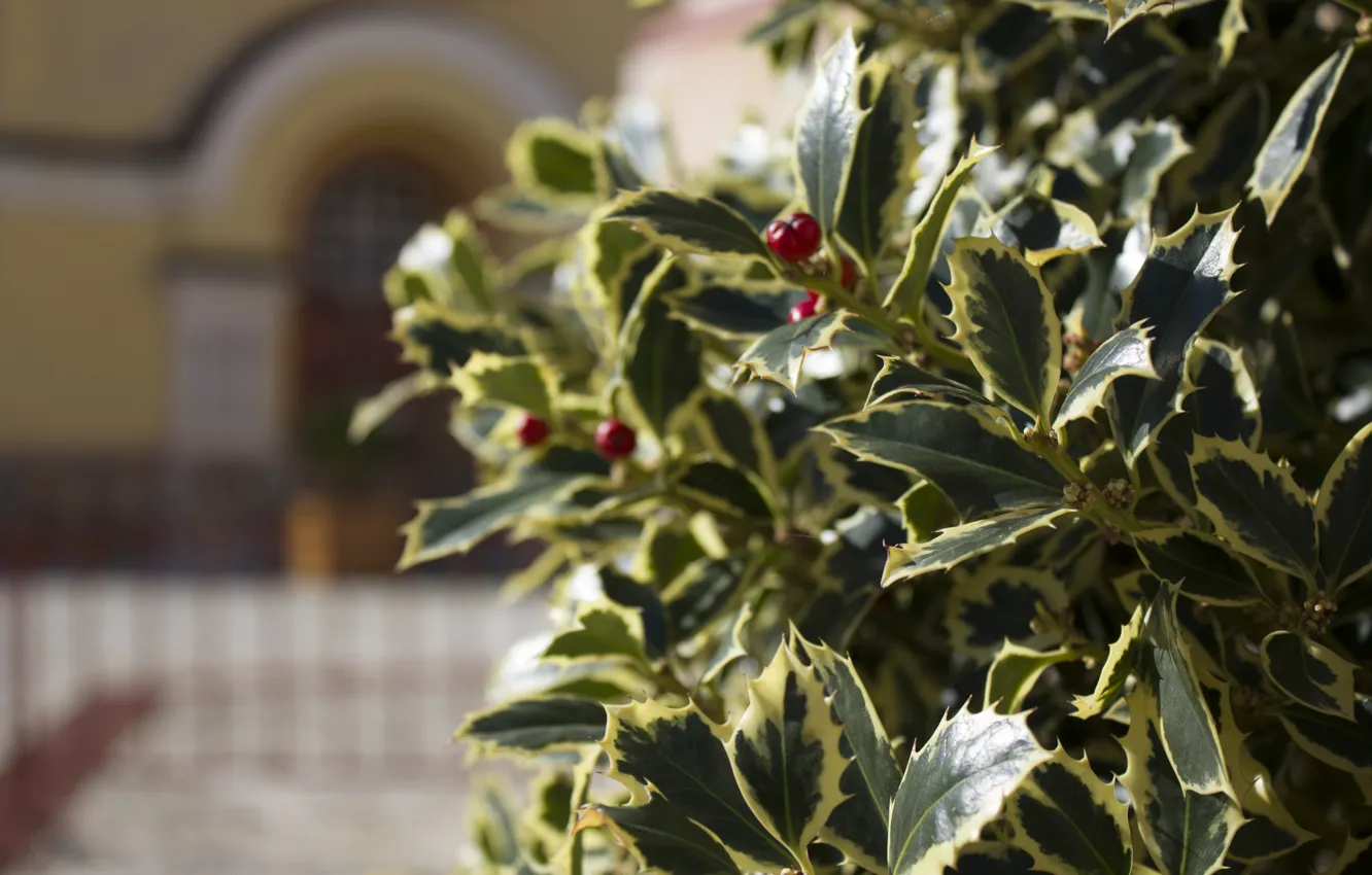 Photo wallpaper leaves, the bushes, shrub, focus, Abkhazia